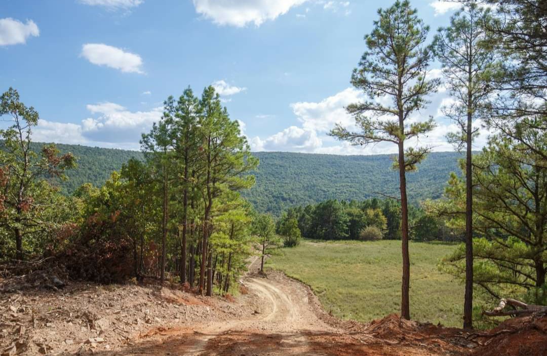 Large, open land with numerous tall, green trees and a dirt road passing through it with a beautiful view of hills in the distance.